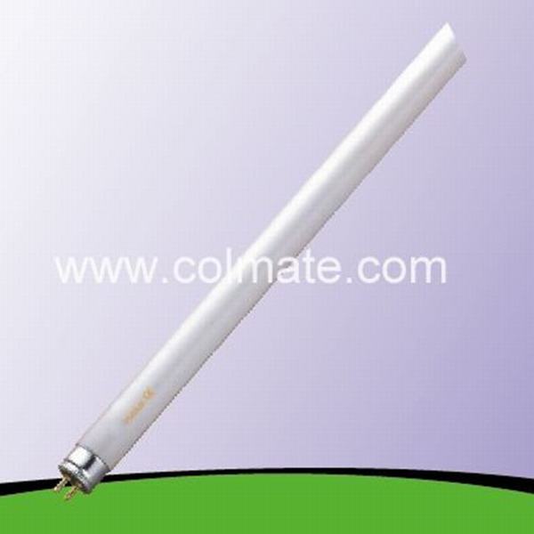 Cina 
                                 4W-80W T5 Triphosphor Fluorescent Tube/Fluorescent Lamp                              produzione e fornitore